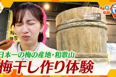 普段はあまり見られない製造工程の見学も！日本一の梅の産地・和歌山で「南高梅」の梅干し作り体験【す・またん！】