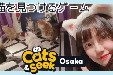 【Cats and Seek: Osaka】大阪でぎょうさんネコチャン探すで！