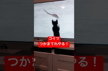 テレビに釘付けにゃん #猫動画 #cat #ねこ好きさんと繋がりたい #猫のいる暮らし #保護猫 #寺嶋由芙 #歌 #ぜんぜん