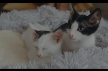【猫まとめ】癒しすぎるネコたち。映画『三日月とネコ』デジタル配信中＆Blu-ray＆DVD発売中！