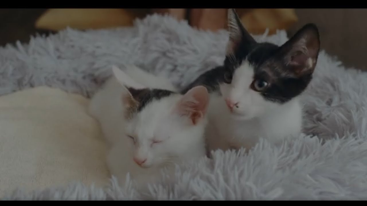 【猫まとめ】癒しすぎるネコたち。映画『三日月とネコ』デジタル配信中&Blu-ray&DVD発売中! 【猫まとめ】癒しすぎるネコたち。映画『三日月とネコ』デジタル配信中&Blu-ray&DVD発売中!