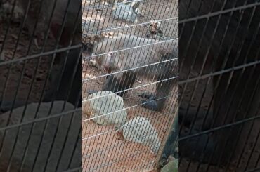 ヤクシマザル、川で芋洗い？🐒