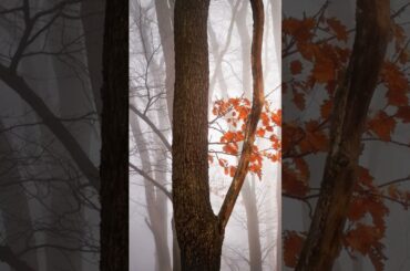 秋冬 #shorts #高田みづえ #秋冬 #昭和歌謡 #music