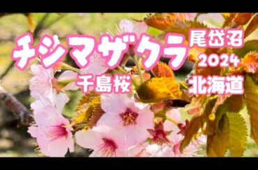 北海道の桜 千島桜（チシマザクラ）を見に行く 野付群別海町尾岱沼 オダイトウ