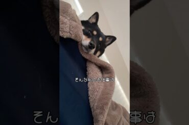 くーたんのおしゃべり🐶❤️❤️                 #おすすめ #ショート #柴犬 #豆柴 #shorts #古畑星夏 #せいかのシンプル　#生活 #癒し #shiba