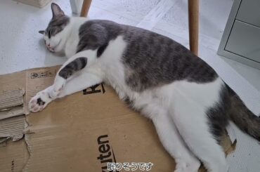 ごろごろアッシュくん