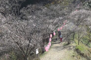 桜山公園で７０００本の冬桜と紅葉が共演　群馬・藤岡市(24/11/21)