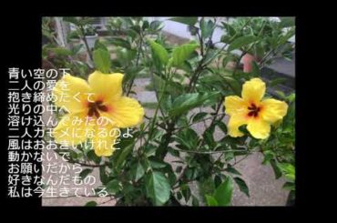 昭和の歌３００６＃１７才　　南沙織