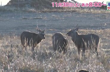 ロコレコ！は山之内すず！ゲストの旅は小林幸子！「旅サラダ」11月30日（土）放送
