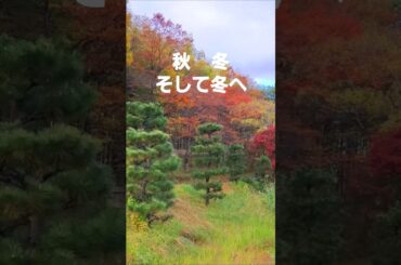 秋冬 そして冬へ(高田みずえ)2024 枚方山田池公園  #music #song #高田みずえ #秋冬 #osaka #flowers #autumn #winter