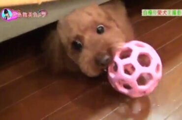 ℃-ute「矢島舞美の自慢の愛犬を紹介」篇