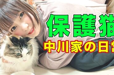 【保護猫】中川家の猫の日常をお届けします！