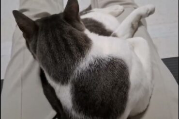 おひざの上のアッシュくん