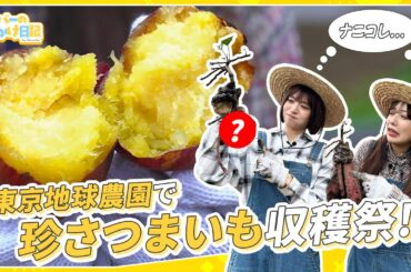 【飯テロ】東京地球農園で採っては食べる農業女子【さつまいも対決/芋掘り】