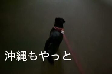 ザックス君の散歩2024年11月29日