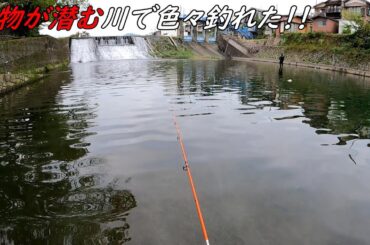 大物ばかり潜む川で色々釣れた！！！