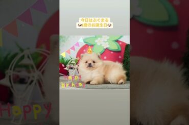 大沼晶保 今日11月28日はぷぐまるの誕生日♪櫻坂46 櫻坂チャンネル