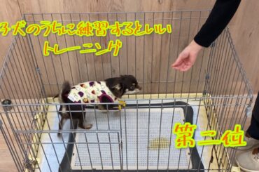 【トイレの成功で人もワンちゃんもストレスフリーな暮らしを！】