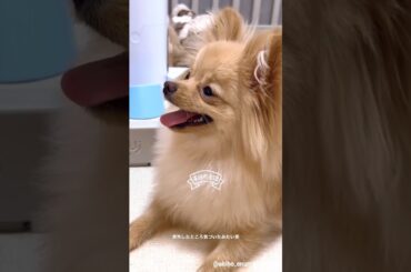 大沼晶保 オカリナでぷぐまるの誕生日をお祝い♪11月28日 櫻坂チャンネル