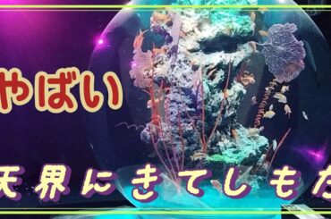 【アトア】神戸に来たら異世界転生した件。非日常感が半端ない。兵庫県神戸市メリケンパーク近くの新感覚水族館をご紹介☆