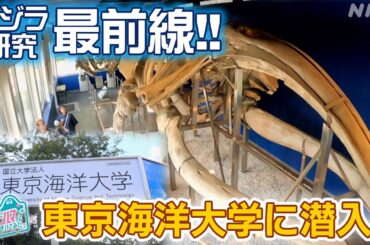 [沼ハマ] 東京海洋大学クジラ研究室に体験入室！| NHK