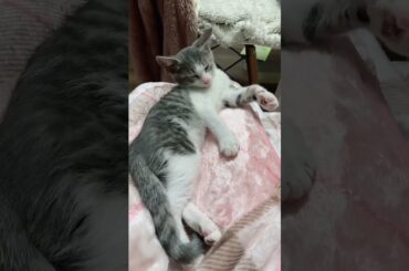 うとうとアッシュくん