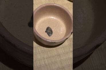 #宮島北大路魯山人美術館 #魯山人 #miyajima #宮島 #rosanjin #河村綾奈