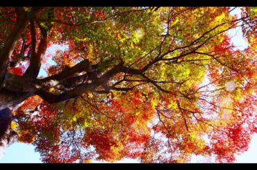 越後高田🍁西光寺.最賢寺.旧師団長舎