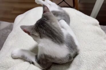 こねこアッシュくん