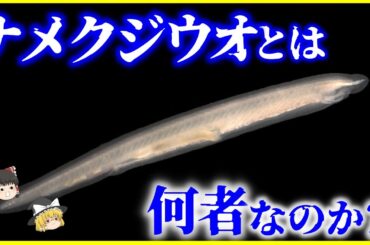 【ゆっくり解説】最も原始的な祖先に近い動物？「ナメクジウオ」とは何者なのか？を解説/人間にも近い？日本にも生息している生きている化石