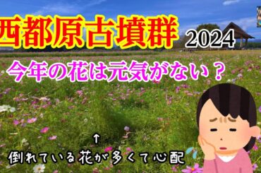【宮崎観光】2024西都原古墳群のコスモス　今年の花は元気がない　宮崎県西都市　宮崎の風景　散歩