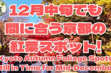 12月中旬でも間に合う京都の紅葉スポット見つけた！12月7日現在でも見頃なのに中旬も多分見頃です！