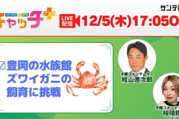 【▽豊岡市の水族館がズワイガニの飼育に挑戦🦀】キャッチ＋（12月5日木曜日）