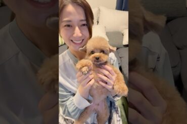 愛犬ニックのトリミングBefore After！！#犬 #いぬのいる生活 #shorts