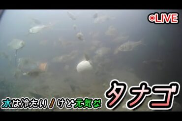 【魚釣りLive】水中カメラでお魚見ながらタナゴ釣り【ニコ生同時配信】