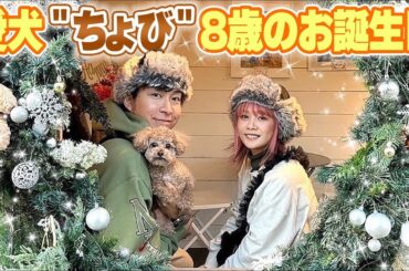 【祝8歳】愛犬ちょびたんのお誕生日にドッグランに行って家族でお祝いしてきました🎂