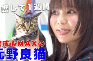【重課金】マネージャーの保護猫に超高級プレゼントを用意しました！