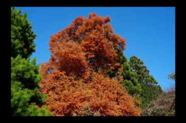 京都の紅葉集を４Kで夏帆が彼の再生であると評された最高峰のバイオリニストの演奏と共に世界中の読者に贈る。