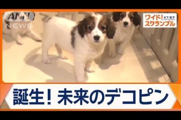 大谷翔平選手の愛犬・デコピンで注目！希少犬種「コーイケルホンディエ」の魅力とは？【ワイド！スクランブル】(2024年12月16日)