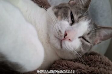 腕の中のアッシュくん