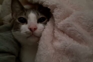 早朝のアッシュくん