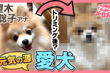 【望木アナ】愛犬「望木メロン」を紹介🐶トリミング後の姿は!?【アナメロ】