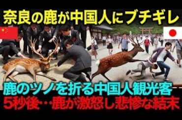 【海外の反応】「鹿のツノ折ってみようぜｗ」 奈良公園で中国人観光客が迷惑行為！温厚な鹿たち中国人に反撃した結果…(他まとめ)