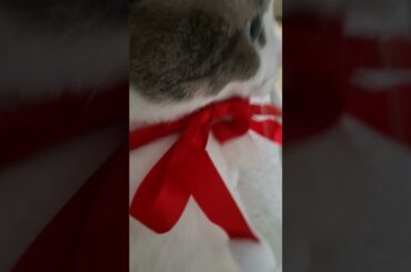 サンタアッシュくん