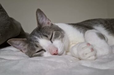 ありがとうアッシュくん