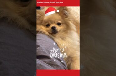 大沼晶保 ぷぐまるが歌うクリスマスソング♪Instagram