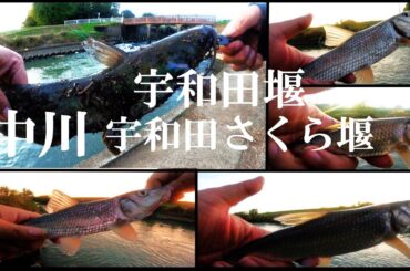 【中川、宇和田堰、宇和田さくら堰、ルアー、ブラクリ釣り】【利根川＆荒川水系、バス、コイ、雷魚、ナマズ、フナ、クチボソ、餌釣り、フィシング、埼玉釣り、関東釣り、幸手市、五霞水門、幸手放水路周辺エリア】