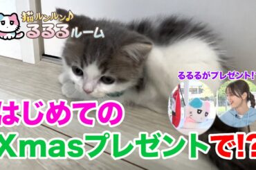 かわいい子猫大集合！ドキドキはじめて体験に大爆笑 猫ルンルン♪るるるルーム るるる 紺野彩夏【公式】