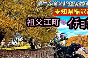【DR-Z400SM】銀杏の町、祖父江町へ！そぶえイチョウ黄葉まつりツーリング