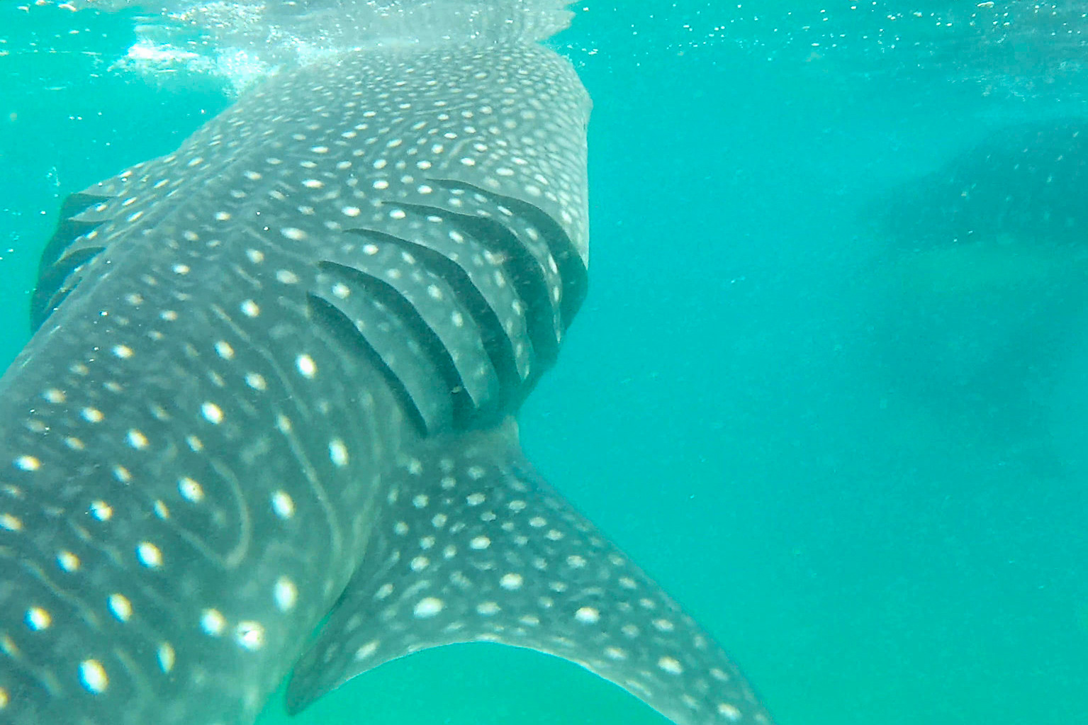 セブ島のアイドル・ジンベエザメと泳いできた。語学留学先としても人気のフィリピン旅 – トラベル Watch セブ島のアイドル・ジンベエザメと泳いできた。語学留学先としても人気のフィリピン旅 - トラベル Watch